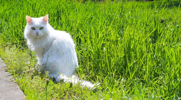 Gato Blanco Con Una Mirada Seria Sobre Hierba Verde — Foto de Stock