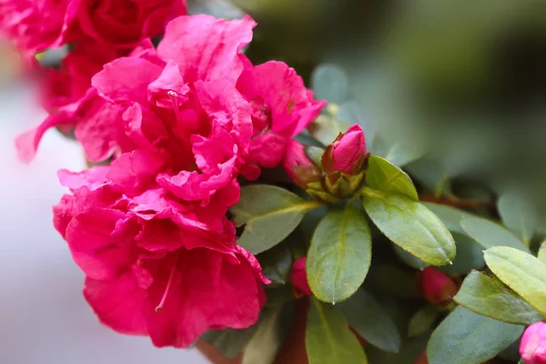 Camélia Japonaise Dans Pot Fleurs Fleurs Rouges Printemps — Photo