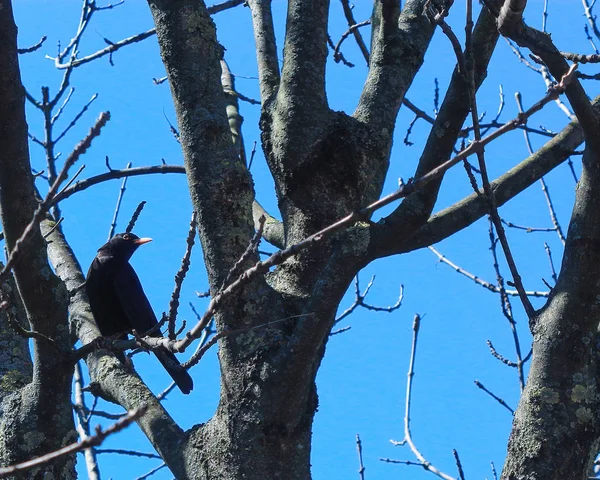 Черная Птица Ветке Дерева Голубом Небе — стоковое фото