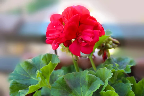 Berkembang Geranium Merah Geranium Calliope Merah Gelap — Stok Foto