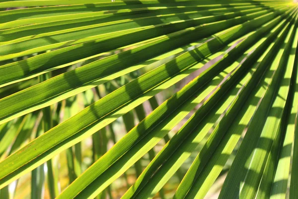 Palm Leaf Green Background Sunlight — Stock Photo, Image