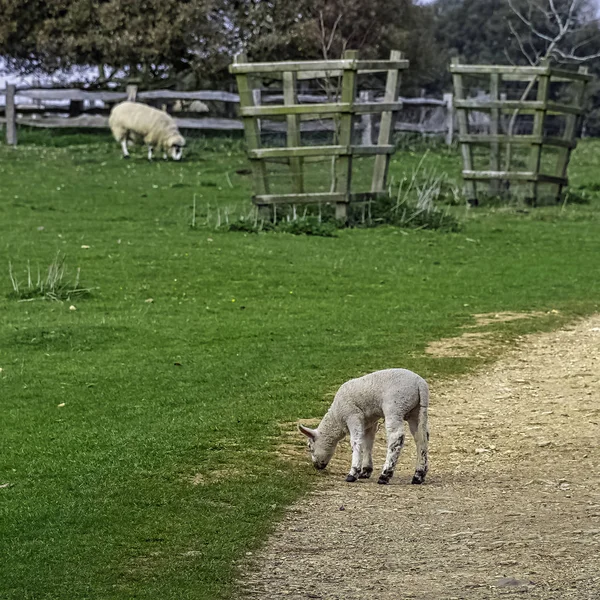 Baby Hausschafe Ovis Aries Stowe Buckinghamshire Großbritannien — Stockfoto