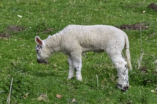 Baby Owiec Domowych Ovis Aries Stowe Buckinghamshire Zjednoczone Królestwo — Zdjęcie stockowe