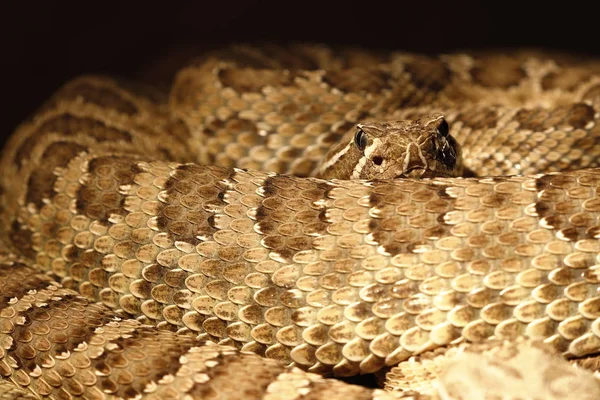 Rattlesnake Venomous Snake Animal — Stock Photo, Image