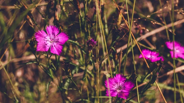 Belle Fleur Forêt Pourpre Sur Fond Flou — Photo