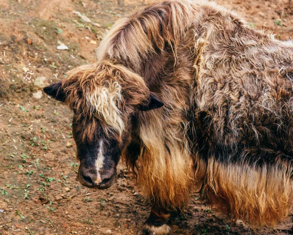 Jovem Iaque Peludo Sem Chifres Pasto — Fotografia de Stock