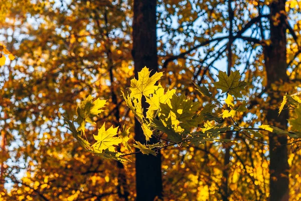 Yellow Maple Foliage Forest Background — Stock Photo, Image