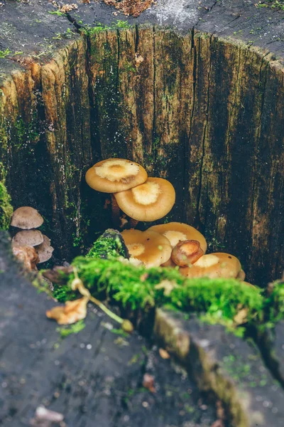 Pilze Und Moos Auf Dem Hintergrund Eines Baumstammes — Stockfoto