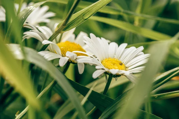 Daisy Bloemen Het Gazon Zonnige Dag Met Water Druppels — Stockfoto