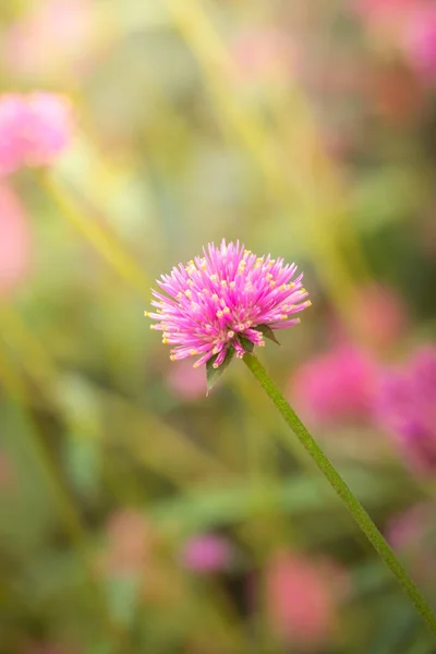 Εικόνα Φόντου Των Πολύχρωμων Λουλουδιών Φύση Υποβάθρου — Φωτογραφία Αρχείου