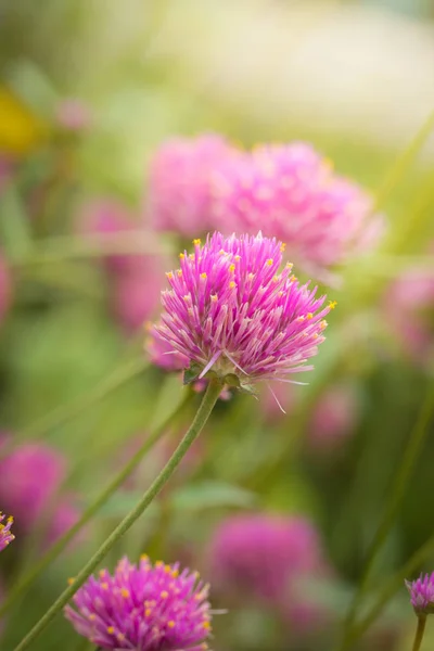 Imagem Fundo Das Flores Coloridas Natureza Fundo — Fotografia de Stock