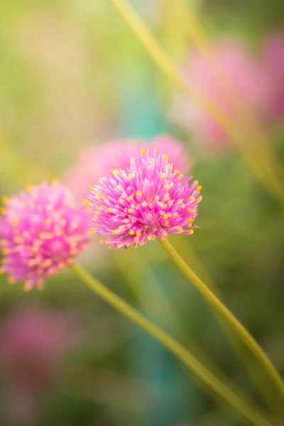 Das Hintergrundbild Der Bunten Blumen Hintergrund Natur — Stockfoto