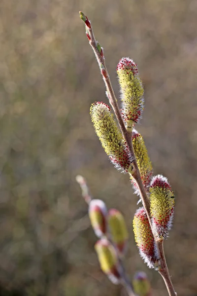 Willow Kitten Flora Spring Fluffy Buds — Stock Photo, Image