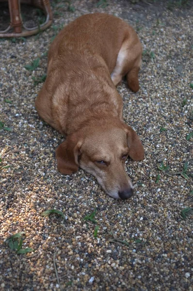 Brauner Dackel Schlafend Auf Dem Boden Konzept Lazy Relax — Stockfoto