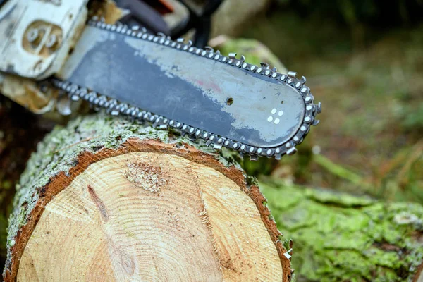 Worn Chainsaw Fresh Felled Tree — Stock Photo, Image