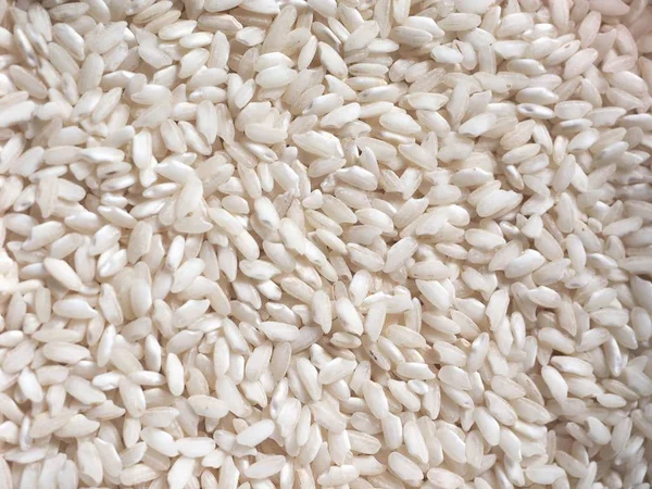 Carnaroli Rice Medium Grained Rice Pavia Novara Vercelli Provinces Northern — 스톡 사진