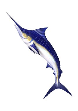 3D rendering of a marlin fish isolated on white background clipart