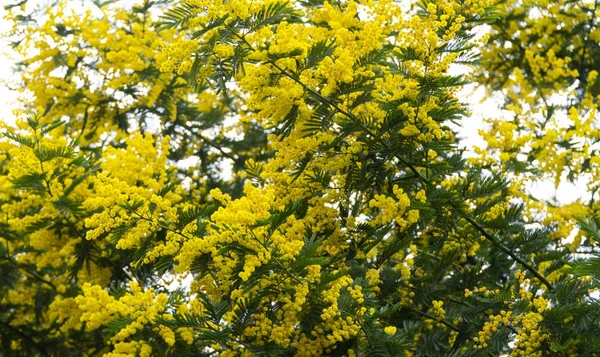 Gelbe Mimosen Blumen Flora — Stockfoto