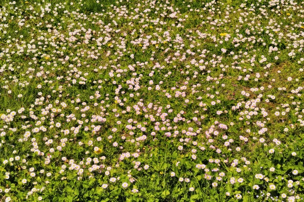 Rosa Marguerite Blommor Våren Fält — Stockfoto