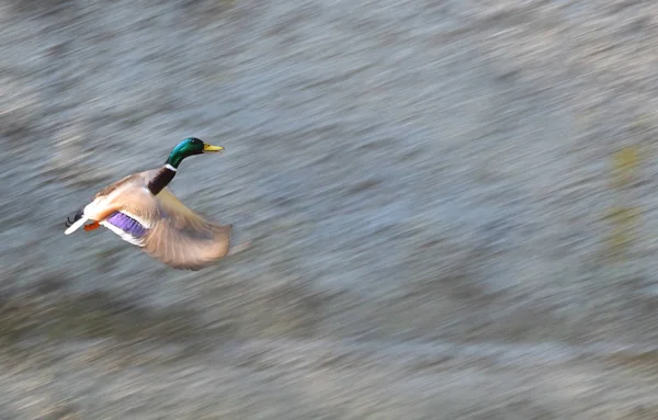 鸭子在飞行 雄野鸭在飞行中 — 图库照片