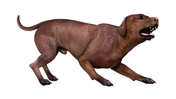 渲染在白色背景上被隔离的棕色拉布拉多狗 — 图库照片