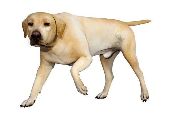 Rendering Cane Labrador Giallo Isolato Sfondo Bianco — Foto Stock