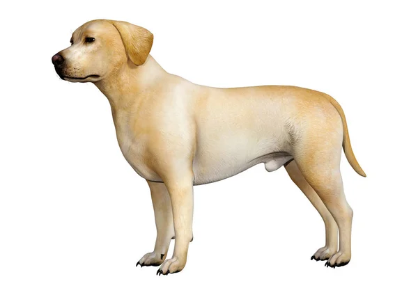 Rendering Cane Labrador Giallo Isolato Sfondo Bianco — Foto Stock