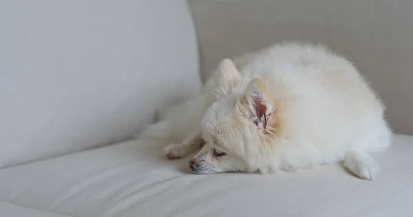 Померанская Собака Спит Диване — стоковое фото