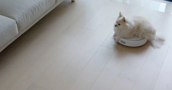 Pommerscher Hund Sitzt Auf Staubsaugerroboter Und Gleitet Durch Den Raum — Stockfoto