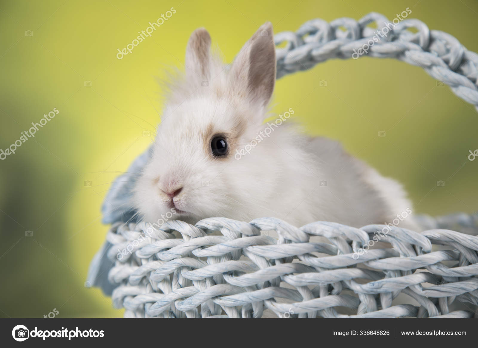 Little Bunny Basket Background Stock Photo by ©PantherMediaSeller 336648826