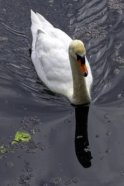 Cisne Mudo Cygnus Olor Nadando Octagon Lake Stowe Buckinghamshire Reino — Fotografia de Stock