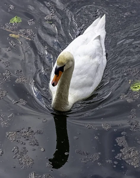 Mute Swan Cygnus Olor Pływanie Octagon Lake Stowe Buckinghamshire Wielka — Zdjęcie stockowe