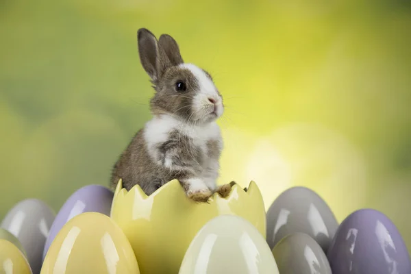 Bunny Králíků Velikonoční Vajíčka Zeleném Pozadí — Stock fotografie