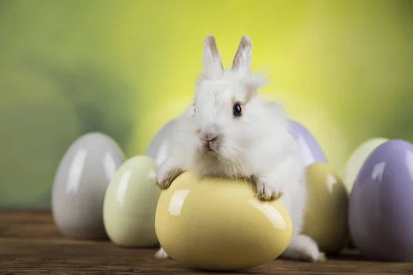 Veselé Velikonoce Baby Bunny Králíků Vajec Zeleném Pozadí — Stock fotografie