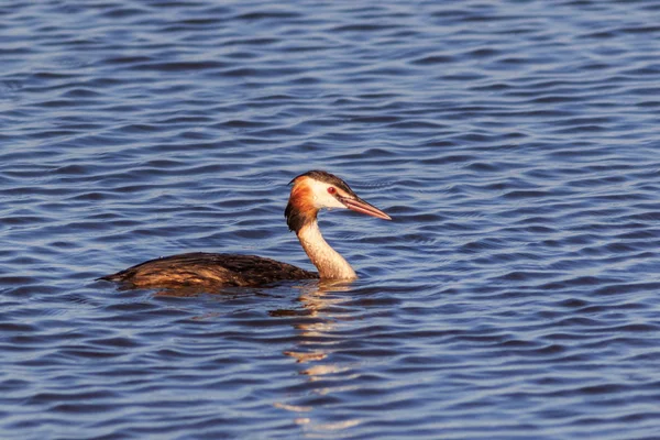 Grande Grebe Danúbio Delta Roménia — Fotografia de Stock