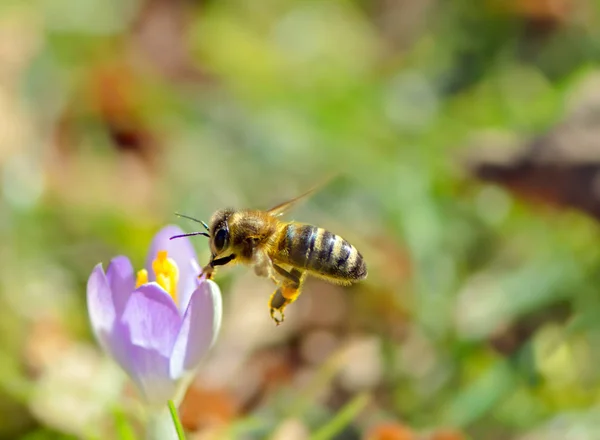 Flygande Honungsbi Pollinerar Lila Krokus Våren — Stockfoto