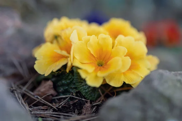 Bahar Bahçesinde Sarı Çiçekli Çiçekli Primula Çiçeği Paskalya Zamanı Bokeh — Stok fotoğraf