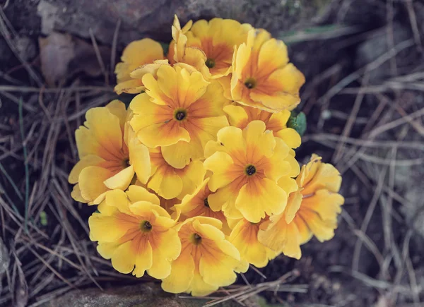 春の庭に黄色い花を咲かせます イースターの時間だ 浅い焦点とともにBokeh — ストック写真