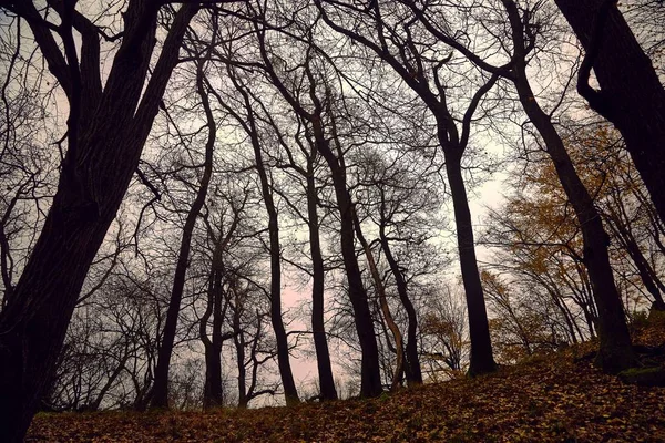 Arbres Nus Une Forêt Automne — Photo