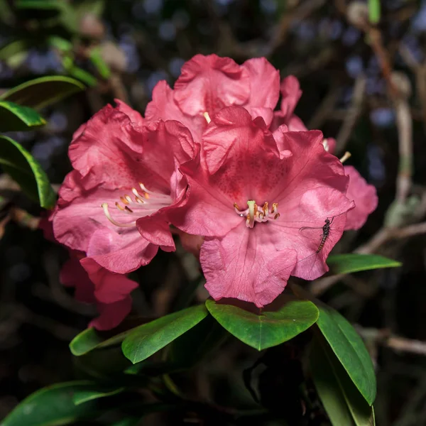 pink blossom bush flower with small insect Scotland