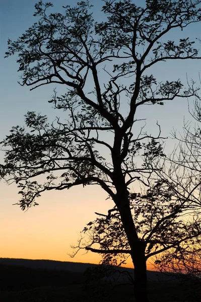 Bare Bomen Takken Schemering Hemel — Stockfoto