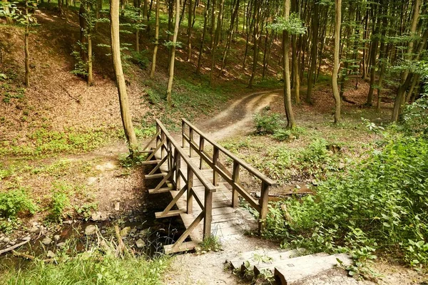 Passo Passo Através Uma Floresta Com Ponte Sobre Riacho — Fotografia de Stock