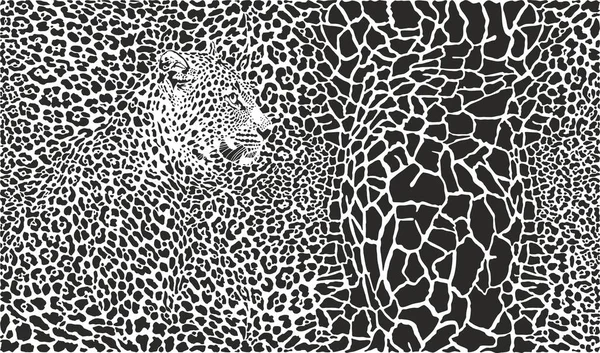 Vector Ilustración Blanco Negro Leopardo Jirafa — Foto de Stock