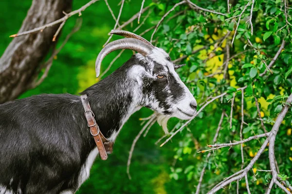 Portrait Billy Goat Horns — Stock Photo, Image