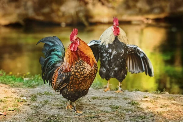 Two Roosters Bank River — Stock Photo, Image