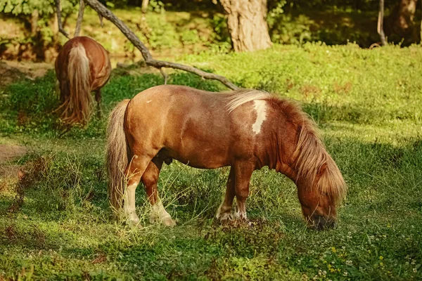 Две Пони Пастбище Возле Леса — стоковое фото