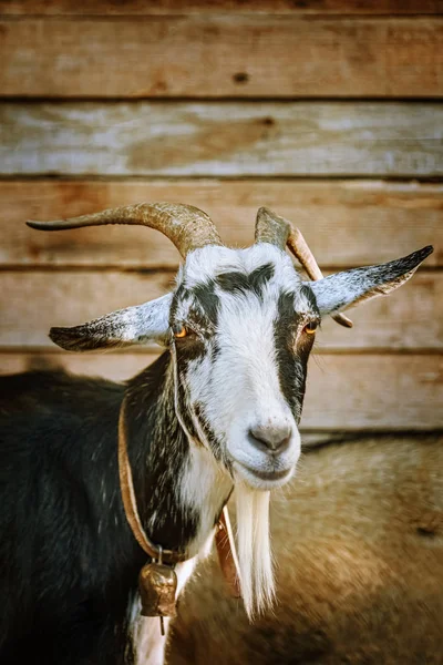 Portrait Billy Goat Horns — Stock Photo, Image