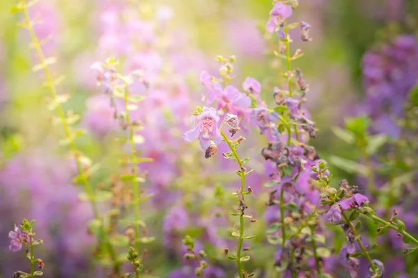 Achtergrond Afbeelding Van Kleurrijke Bloemen Achtergrond Natuur — Stockfoto