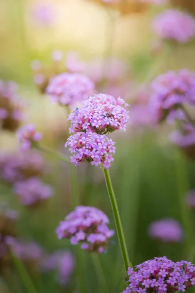 Imagen Fondo Las Flores Colores Naturaleza Fondo — Foto de Stock