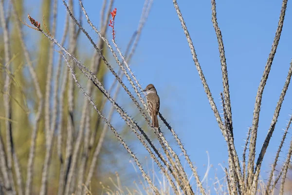 Western Wood Pewee Ocotillo Öknen Orgel Pipe Cactus National Monument — Stockfoto